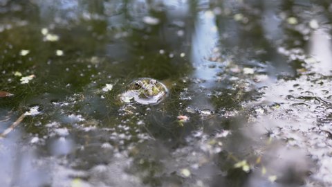 Camouflaged Green Common Frog Sits above Surface Water in Duckweed in a Pond. The face of a hiding toad in a membrane shell with protruding eyes. A reptile in seaweed breathes through the skin. 4K.