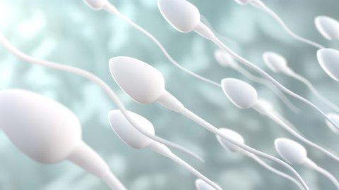 Sperm Swimming. A group of sperm flows towards the cell in the space of the organism, the visual concept of fertilization, the film is looped.