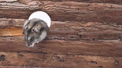 Cute Little Hamster crawls out of a round hole on a wooden background. jungarian hamster runs out of the hole