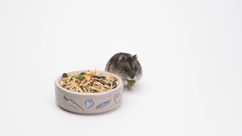 Cute Little Hamster near a bowl of food on white background. jungarian hamster eats food on an isolated background