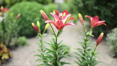 Lilium bulbiferum, common names orange lily, fire lily, Jimmy's Bane and tiger lily, is a herbaceous European lily with underground bulbs, belonging to the Liliaceae.
