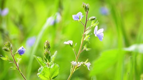 Veronica chamaedrys, the germander speedwell, bird's-eye speedwell, or cat's eyes, is a herbaceous perennial species of flowering plant in the plantain family Plantaginaceae.