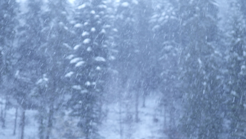 Blizzard - Heavy Snow Storm detail in 4K VIDEO. Wild falling snowflakes in the wind. Low depth of field and blurred pine trees in the background. Close-up. Royalty-Free Stock Footage #1081237727
