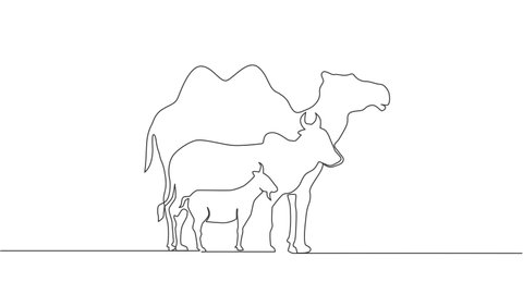 Animated self drawing of single continuous line draw goat, sheep, buffalo, cow, camel. Muslim holiday sacrifice animal, Eid al Adha greeting card concept. Full length one line animation illustration.