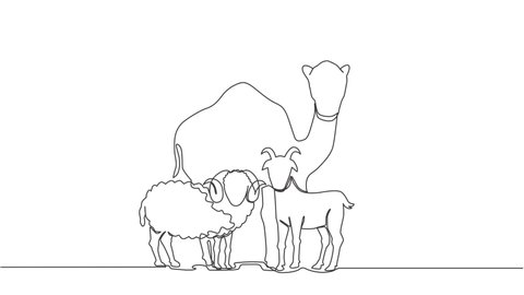 Animated self drawing of one continuous line draw sheep, camel, goat. Muslim holiday the sacrifice an animal to God, Eid al Adha greeting card concept. Full length single line animation illustration.