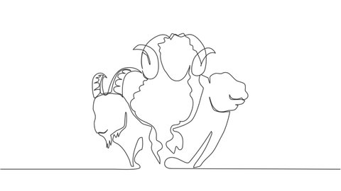 Self drawing animation of one single line draw camel, goat and sheep head. Muslim holiday the sacrifice an animal to God, Eid al Adha greeting card concept continuous line draw. Full length animated.