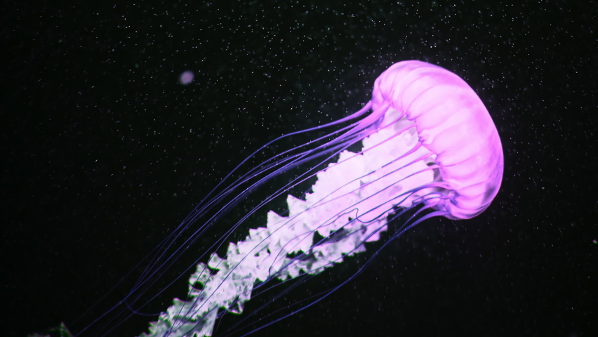 Amazing pink jellyfish swimming process details, shot of swimming underwater on dark background. Charming nature, glowing medusa with long tentacles. Calming beautiful footage.