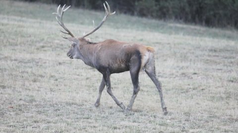 a large deer with large antlers runs across the field  with its hinds around it - slow motion