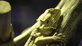 Video close up 4K. Pogona Vitticeps or Bearded Dragon sitting on a wooden hammer.Looking camera.
