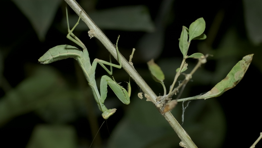 Nymph form of Praying mantis sits on a branch. Close-up of mantis insect against dark green foliage background