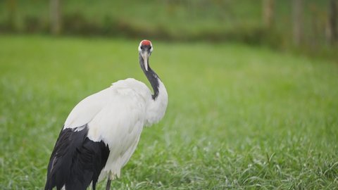 Red Crowned Crane Grooming Feathers in Slow Motion and 4k