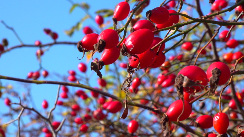 Red rose hips in autumn against a blue sky Royalty-Free Stock Footage #1081245398
