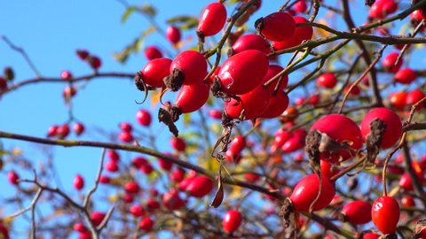Red rose hips in autumn against a blue sky