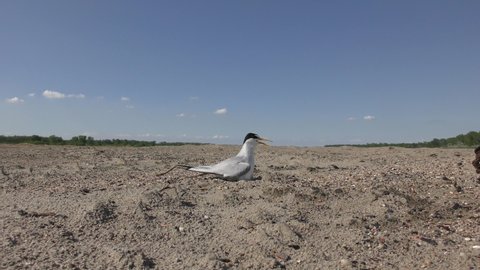 Least Tern Bird Nesting Incubating Looking Around in Summer in Missouri River