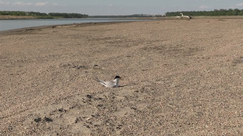 Least Tern Bird Nesting Incubating Eggs on Sand Walking in Summer