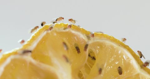 Macro fruit flies crawling on rotting lemon fruit.