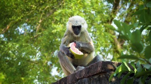 Handheld shot Indian White Langur eating fruit in Lush vegetation, Langur Monkey Wildlife