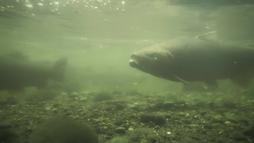 Adult rainbow trout swimming in shallow spawning ground, estuary in New Zealand