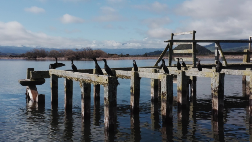Old wooden wharf with group of Black Shags resting and flying away, lake New Zealand