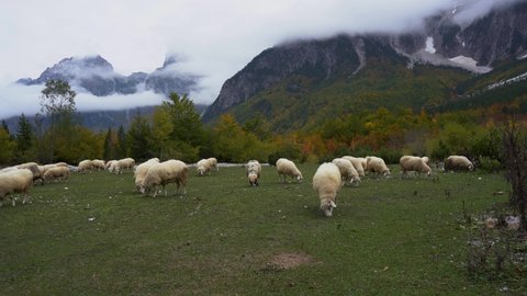 Sheep grazing on green grassy meadow with Autumn landscape and Alpine mountains background