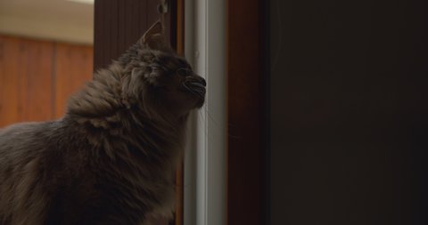 Long-haired grey maine coon cat sitting in window reaching out it’s paw