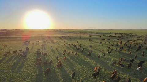 Large cattle herds on the Pampas to sustain the beef industry, Argentina