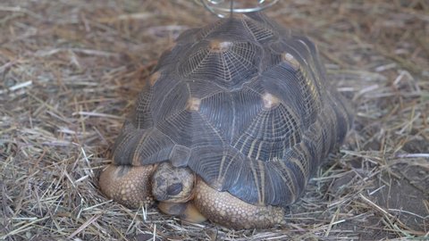 Close Up Of Radiated Tortoise (Astrochelys Radiata) Sleeping On Dry Hay Grass In The Zoo. static