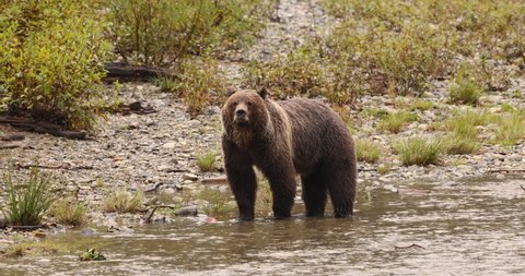 Bear eating salmon. Grizzly bear foraging in fall fishing for salmon. Brown Bear in beautiful river landscape in coastal British Columbia near Bute inlet and Campbell River, Canada