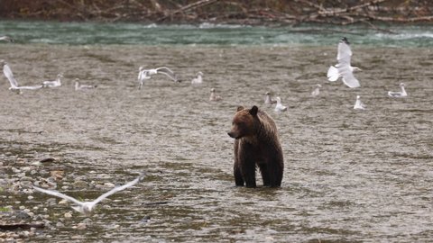 Grizzly Bear walking in river looking for catching salmon. Grizzly bear foraging in fall fishing for salmon. Big Brown bear in coastal British Columbia near Bute inlet and Campbell River in Canada