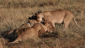 Lion eating a wildebeest in Africa Video Clip 