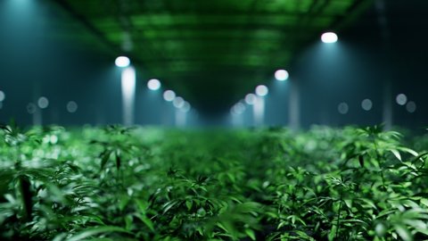 Seamless looping animation of marihuana grow. Camera moving along green marijuana plants. Huge cannabis plantation. Concept of legal hemp cultivation for medical purpose. Vast herbal farm. Farming.