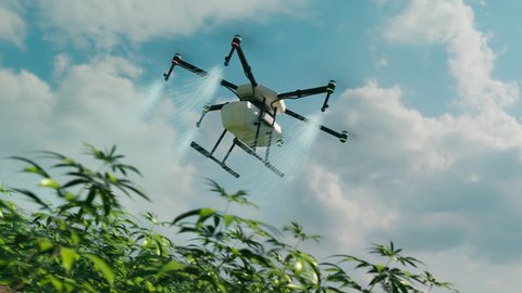 Seamless looping animation of marihuana cultivation. Green marijuana plants are watering by drone. Huge cannabis plantation. Concept of future legal hemp cultivation. Modern herbal farm. Farming.