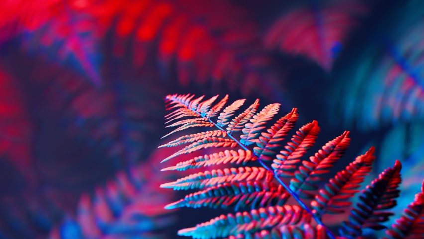 Footage of fern leaves in red end blue neon light. Natural forest's plants. Foliage from a tropical environment. Nature. Botany. Botanical garden. Perfect for science education. Mysterious atmosphere Royalty-Free Stock Footage #1081259087