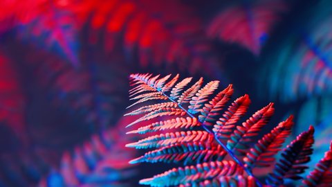 Footage of fern leaves in red end blue neon light. Natural forest's plants. Foliage from a tropical environment. Nature. Botany. Botanical garden. Perfect for science education. Mysterious atmosphere