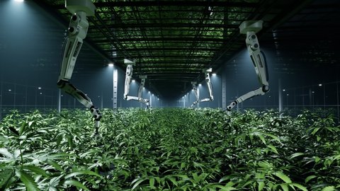 Seamless looping animation of marihuana cultivation. Green marijuana plants are grown by robots. Huge cannabis plantation. Concept of future legal hemp cultivation. Modern vast herbal farm. Farming.