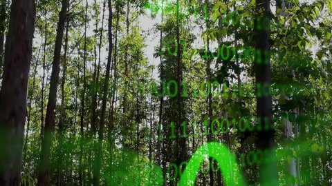 Amazon Rainforest Special Effect Binary Code Stock Footage Video (100% ...