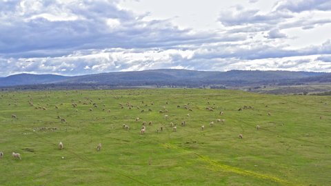 Sheep grazing on green field in Australia