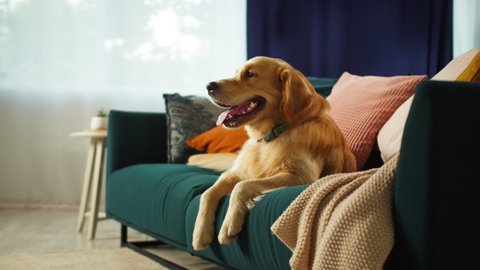 Golden retriever close-up. Obedient dog lying on sofa in living room, looking in camera and posing. Happy domestic animal concept, best friends, puppy relaxing at home, breathing with tongue out.