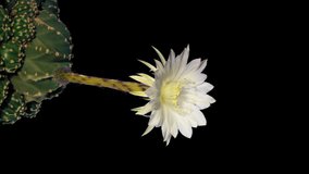 Cactus delicate white flower blossom and retract. Echinopsis with Alpha Channel Chroma key for visual-effects compositing. Vertical footage 4k. - Powered by Shutterstock - Get 15% off with code: PIKWIZARD15