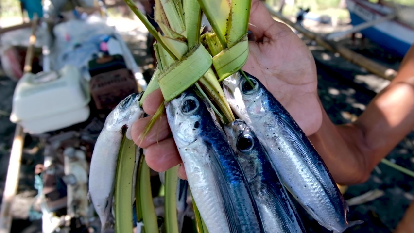 Freshly caught fish off the boat prepared on a traditional vine and ready to sale at the local fish market in Timor Leste, South East Asia