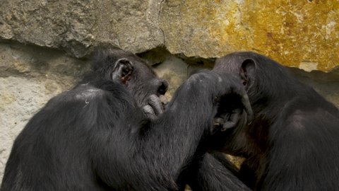 Two Chimpanzees (Pan troglodytes) grooming each other. Static side view against a rocky surface.