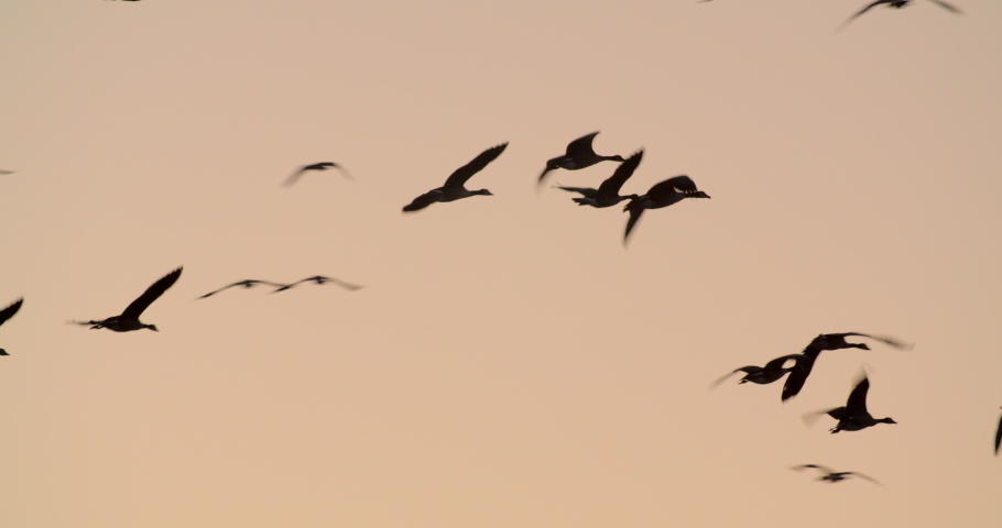 Canada Geese flying at sunset Royalty-Free Stock Footage #1081272509
