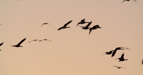 Canada Geese flying at sunset