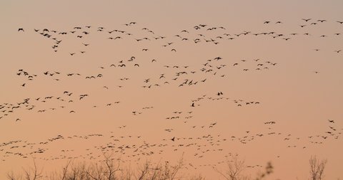 Large flocks of Canada Geese flying at sunset