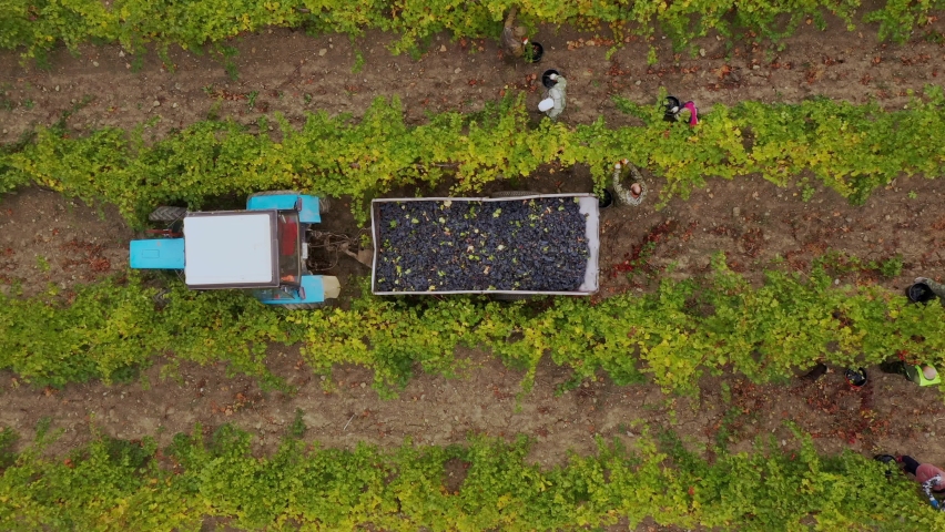 Grape picking or grape harvesting. Farmers and workers collect ripe bunches of red grapes and throw them into the tractor trailer. Wine industry. Grape Growing, Winemaking. Aerial drone view video Royalty-Free Stock Footage #1081273100