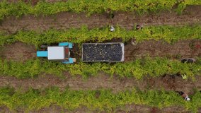 Grape picking or grape harvesting. Farmers and workers collect ripe bunches of red grapes and throw them into the tractor trailer. Wine industry. Grape Growing, Winemaking. Aerial drone view video