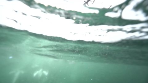 Crazy underwater footage of sardine run baitball feeding by common dolphins, cape gannets, shearwaters and a brydes whale.
