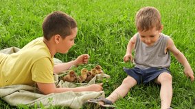 Caucasian family playing with domestic ducks on summer day. Two children petting ducklings on spring meadow. Kids playing with real ducks in countryside. Young adorable kids having fun. Petting zoo.