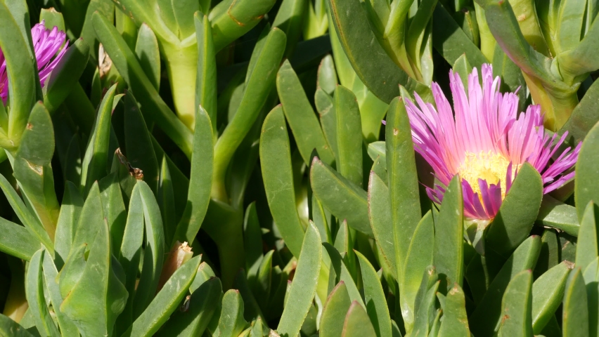 Ice plant succulent gardening in California, USA. Home garden design. Natural botanical ornamental mexican houseplants and flowers, arid desert floriculture. Calm atmosphere. Sour or hottentot fig.