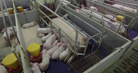 Modern agricultural industry. Huge farmhouse at meat production factory. Small piglets in farm, piggery are drinking, sucking milk from pig. Breeding, feeding process. Pig Animal livestock. High angle